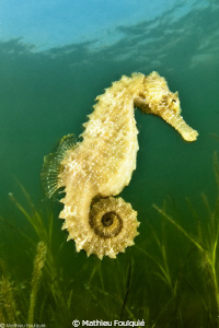 wide angle Long-snouted Seahorse. Thau lagoon yesterday by Mathieu Foulquié 